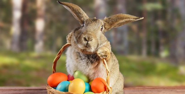 Velikonoční zajíček symbolizuje štěstí i čas vyměřený životu • Dům a  zahrada / inStory.cz